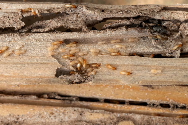 Best Pest Control Near Me  in Onancock, VA